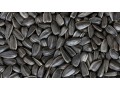 sonnenblumenkerne-im-grosshandel-small-0