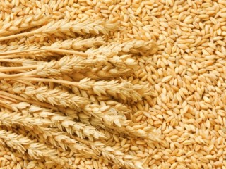 exportador-y-proveedor-mayorista-de-trigoc