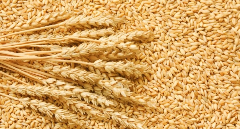 exportador-y-proveedor-mayorista-de-trigoc-big-0