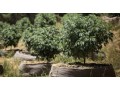 riococo-mmj-offers-the-best-quality-brick-of-coco-coir-small-0