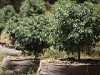 riococo-mmj-offers-the-best-quality-brick-of-coco-coir