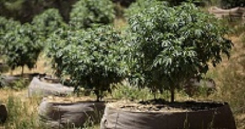 riococo-mmj-offers-the-best-quality-brick-of-coco-coir-big-0