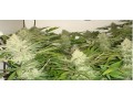 riococo-mmjs-coco-coir-gives-the-best-hydroponic-nutrients-for-marijuanas-small-0