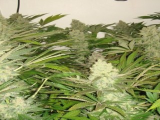 riococo-mmjs-coco-coir-gives-the-best-hydroponic-nutrients-for-marijuanas