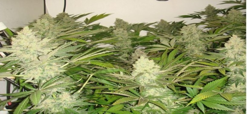 riococo-mmjs-coco-coir-gives-the-best-hydroponic-nutrients-for-marijuanas-big-0