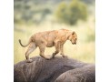 kenyatanzaniasafari-kenya-safari-tour-operators-small-1