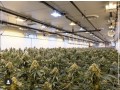 riococo-mmjs-coco-coir-gives-the-best-hydroponic-nutrients-for-marijuanas-small-0
