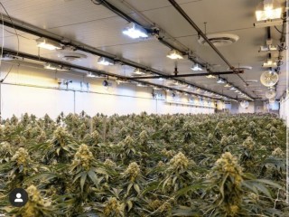 riococo-mmjs-coco-coir-gives-the-best-hydroponic-nutrients-for-marijuanas