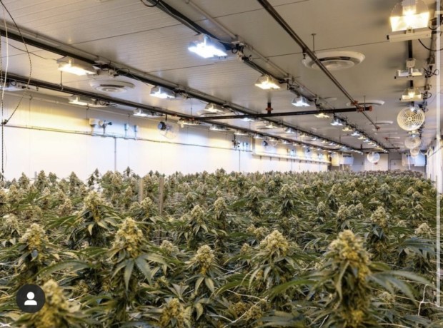 riococo-mmjs-coco-coir-gives-the-best-hydroponic-nutrients-for-marijuanas-big-0