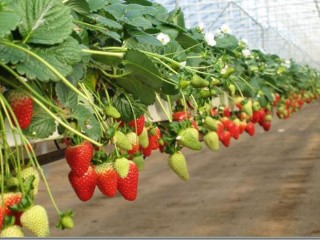 ricocco-furnished-100-organic-coir-growing-media-industry-for-agronomists