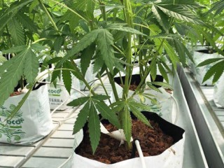 supplies-for-hydroponic-growing