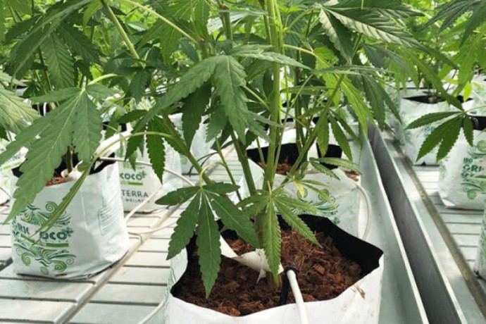 supplies-for-hydroponic-growing-big-0