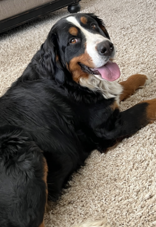 bernese-mountain-dogs-usa-big-0