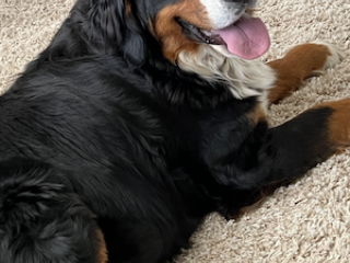 bernese-mountain-dogs-usa