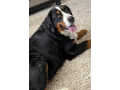 affordable-pet-supplies-utah-small-0