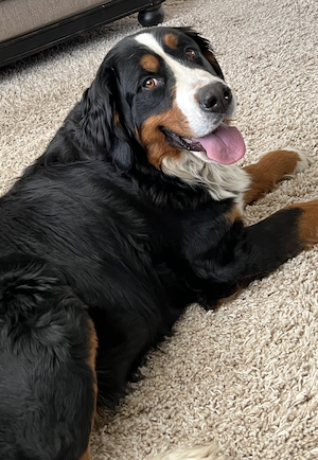 affordable-pet-supplies-utah-big-0