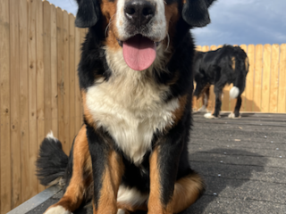 dog-breeders-in-utah