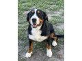 the-best-utah-pedigree-for-your-dogs-usa-small-0