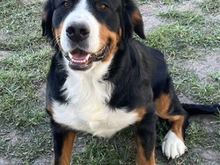 the-best-utah-pedigree-for-your-dogs-usa