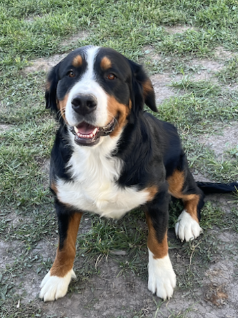 the-best-utah-pedigree-for-your-dogs-usa-big-0