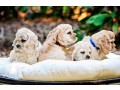 cocker-spaniels-the-perfect-family-dog-friendly-playful-and-affectionate-companions-small-1