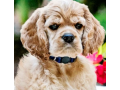 cocker-spaniels-the-perfect-family-dog-friendly-playful-and-affectionate-companions-small-0