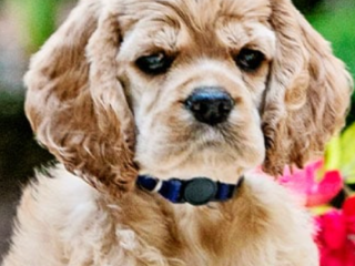 cocker-spaniels-the-perfect-family-dog-friendly-playful-and-affectionate-companions