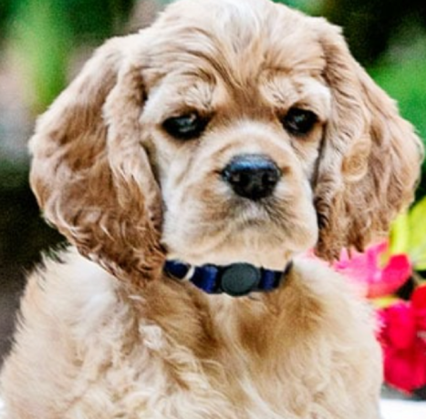 cocker-spaniels-the-perfect-family-dog-friendly-playful-and-affectionate-companions-big-0