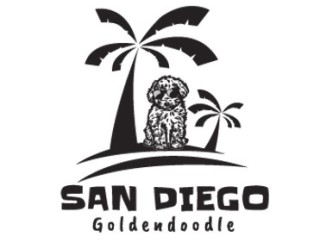 adopt-your-perfect-goldendoodle-puppy-today