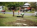 tree-planting-trees-for-sale-buy-direct-from-farm-with-delivery-small-0