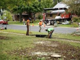 tree-planting-trees-for-sale-buy-direct-from-farm-with-delivery