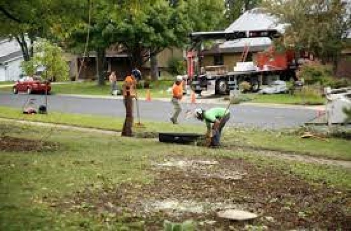 tree-planting-trees-for-sale-buy-direct-from-farm-with-delivery-big-0